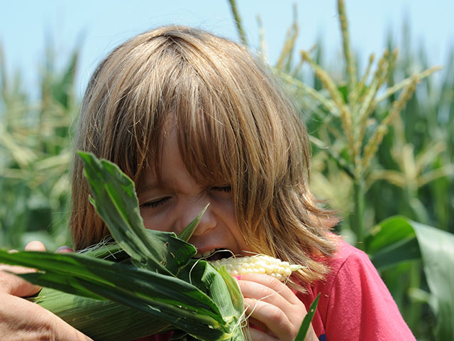 The summer has been filled with challenges, but hope comes in holding on to simple things. For Julia Smith, it&#039;s a homegrown ear of sweetcorn. (Photo by Pamela Smith)